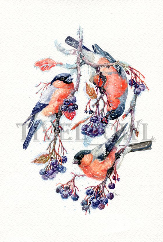 Original watercolor "Bullfinches"
