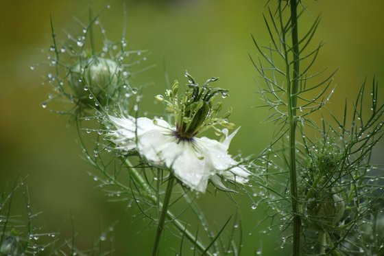 Nigella in the rain