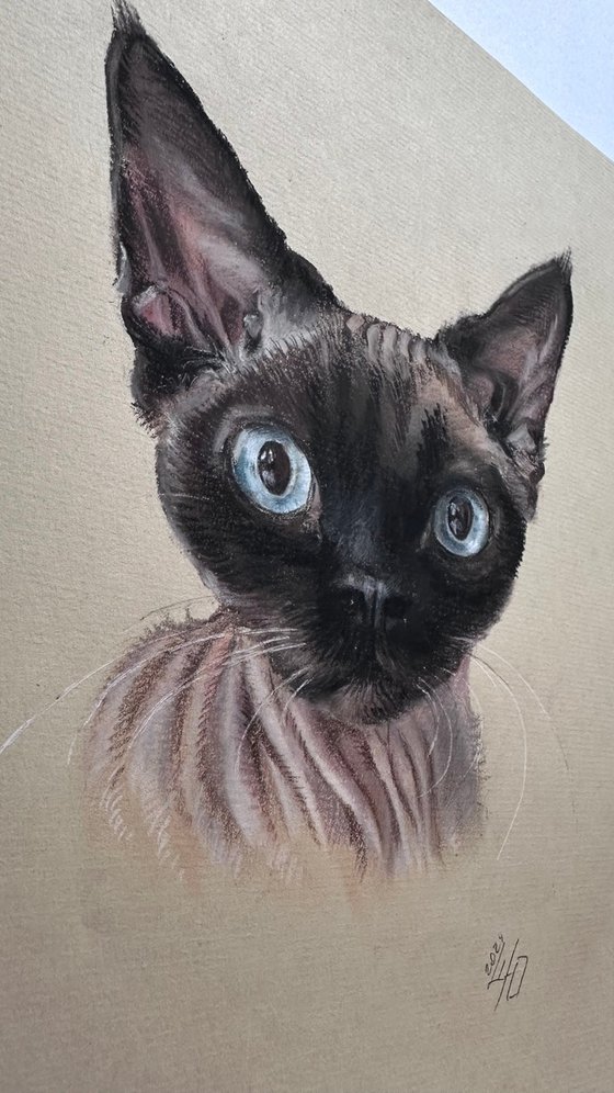 Portrait of sphynx with "Penetrating glance"