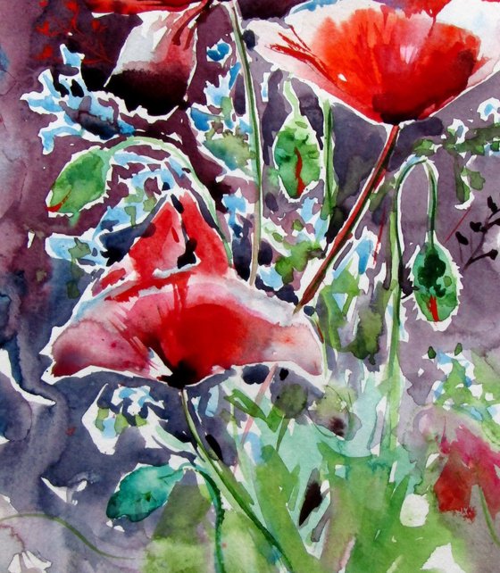 Red poppies collection