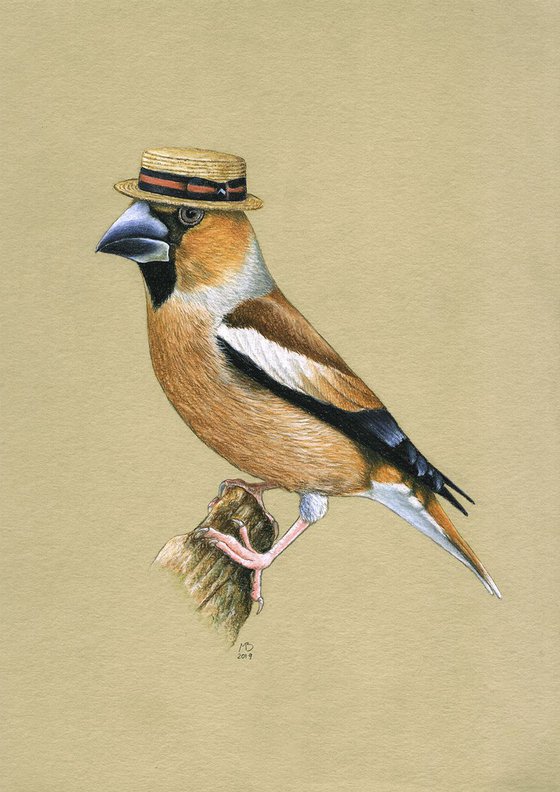 Original pastel drawing bird "Hawfinch"