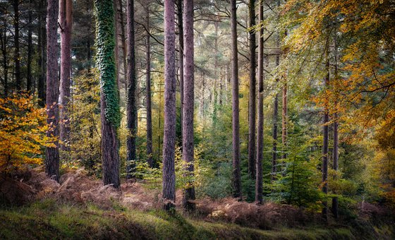 Haldon Forest