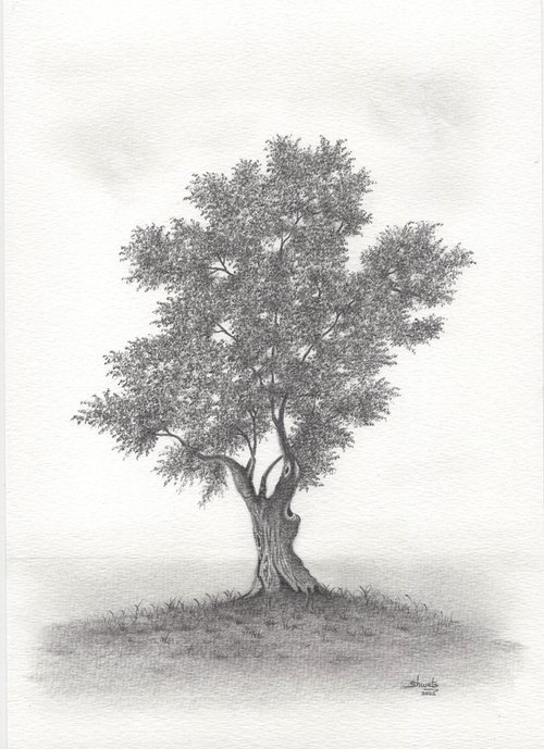 Olive Tree by Shweta  Mahajan