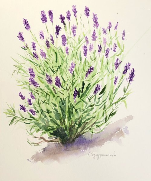 Sketch of Lavender from my garden by Krystyna Szczepanowski