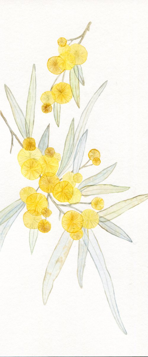 Watercolor minimalistic branches of mimosa by Liliya Rodnikova