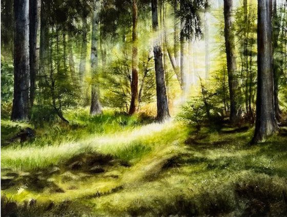Forest Clearing