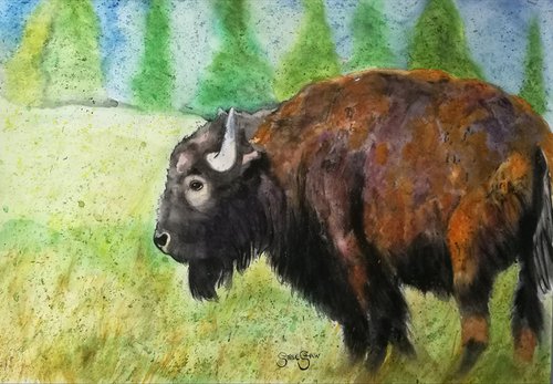Bison Watercolour. Free Shipping by Steven Shaw