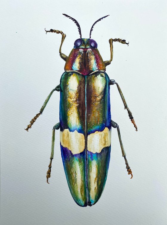 Radiant Majesty: Chrysochroa Edwardsi Beetle