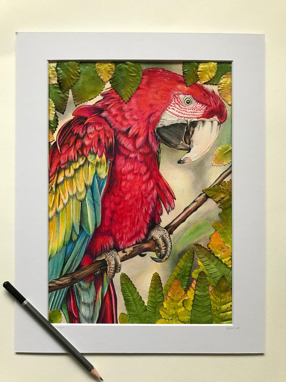 Scarlet Macaw