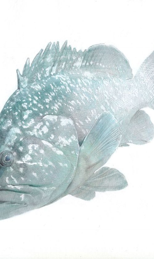 Dusky Grouper 06 - SOLD by Carlos J. Marquez