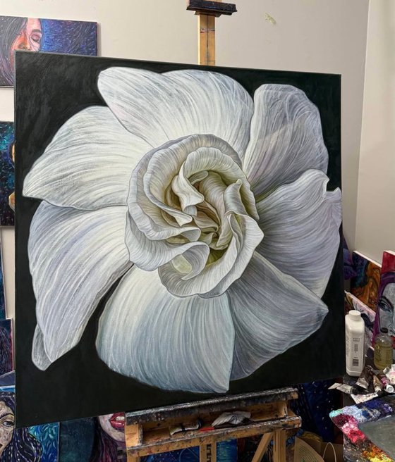 White Camellia Bloom