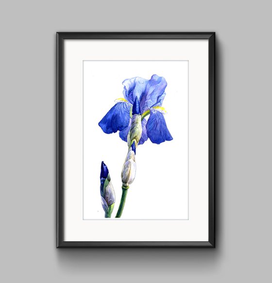 Blue Iris