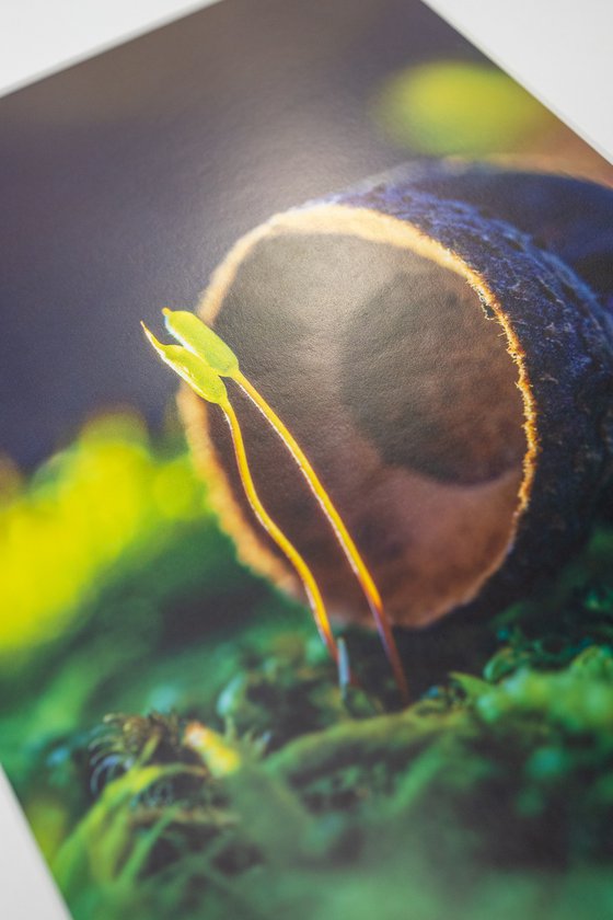 Mossy Love Story - matted