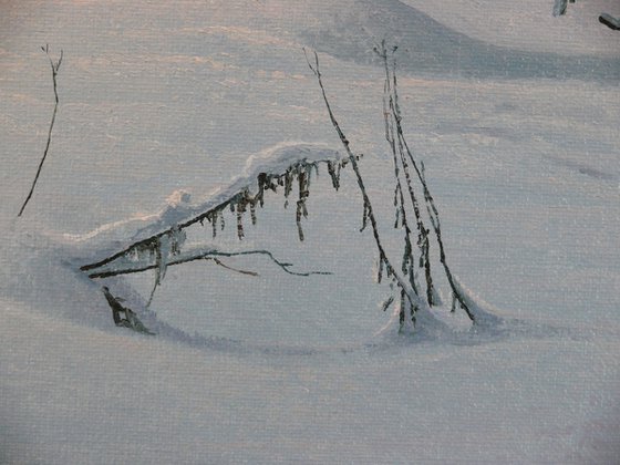 Winter in the spruce forest