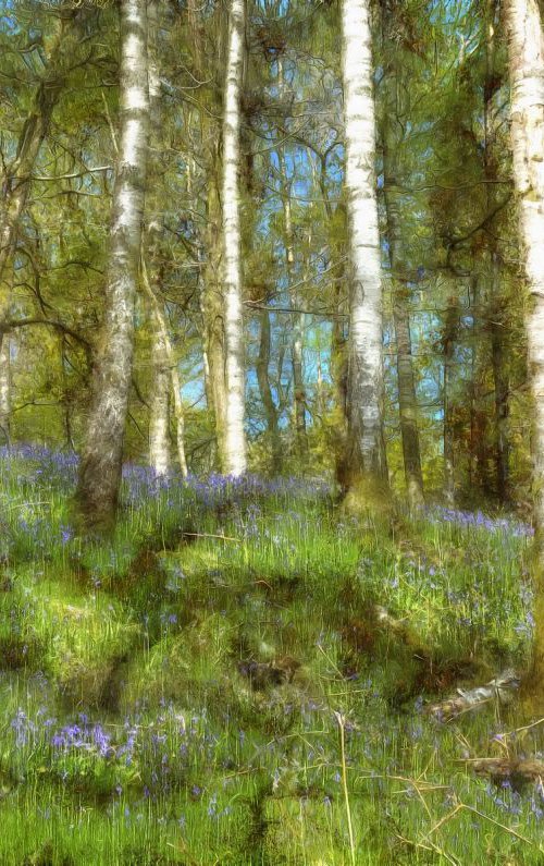 Bluebells by Alistair Wells
