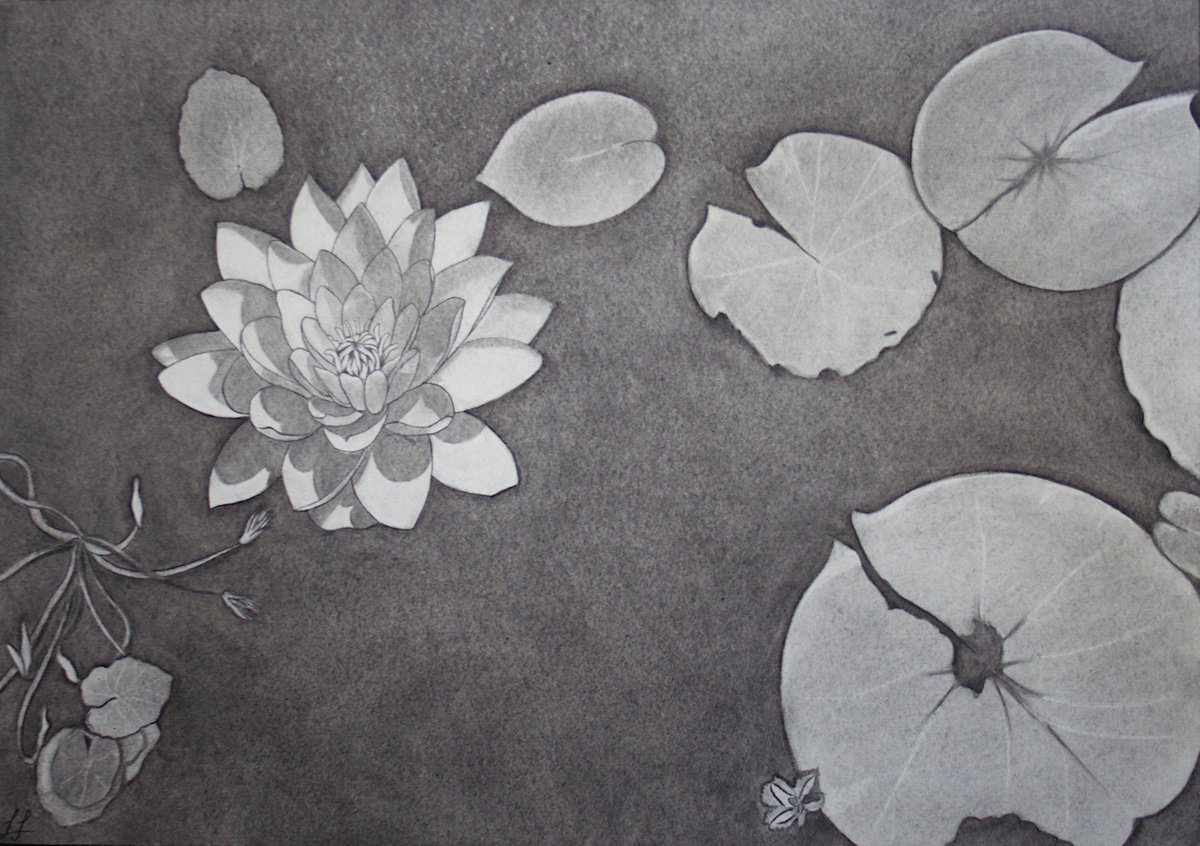 When the Water lilies bloom... - Plant Illustration by Laura Stotefeld