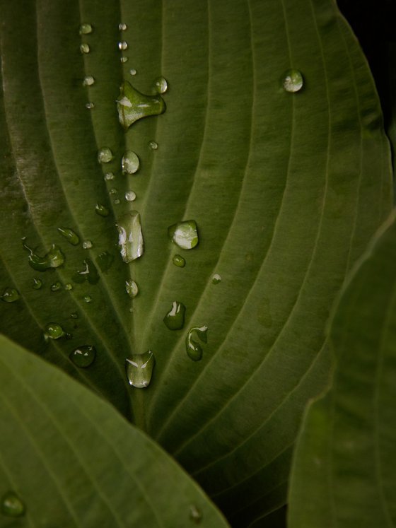 After Rain