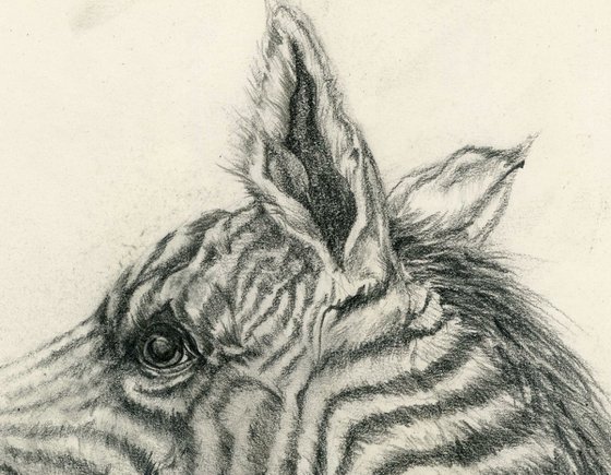 baby zebra drawing