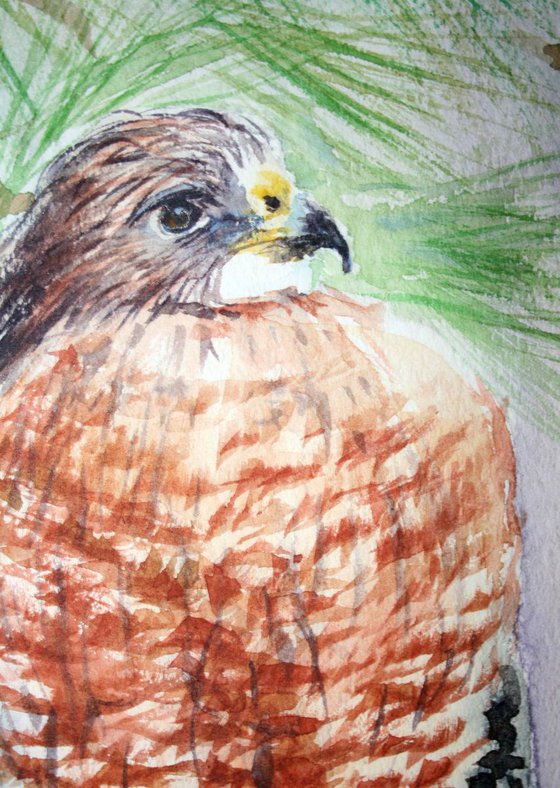 Falcon  / Original Painting