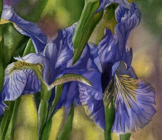 Wild irises