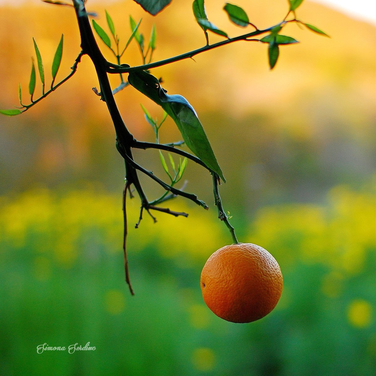 The orange by Simona Serdiuc