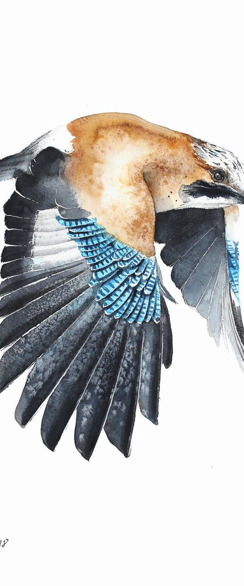 Eurasian Jay II, wildlife, birds and animals by Karolina Kijak