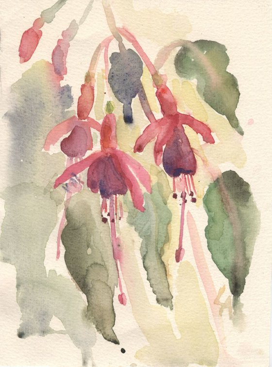 Fuchsia