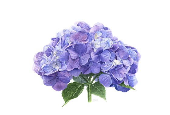 Blue Hydrangea