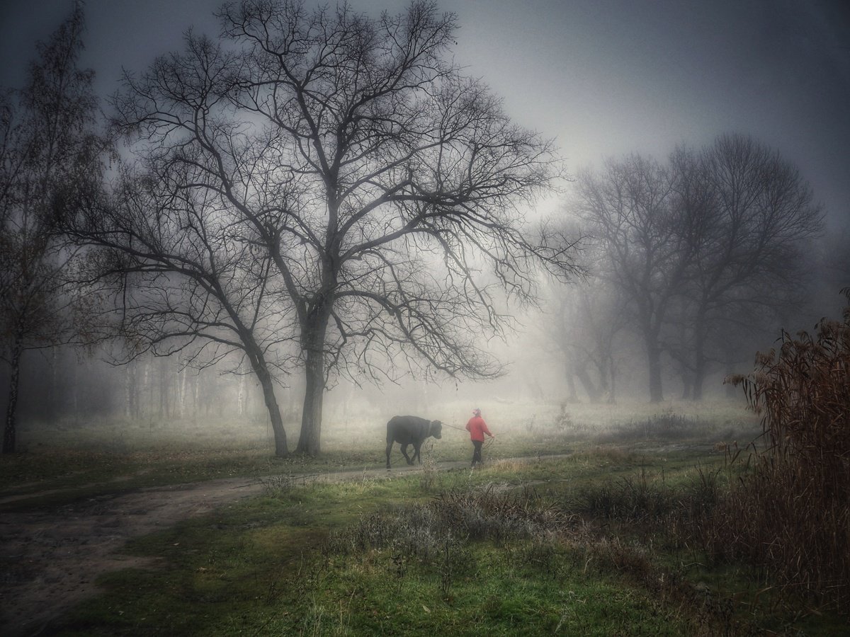 Morning fog by Vlad Durniev