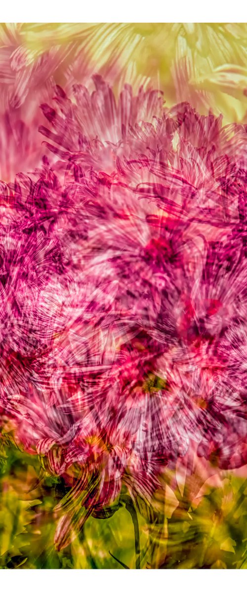 Abstract Flowers #5. Limited Edition 1/25 12x12 inch Photographic Print. by Graham Briggs