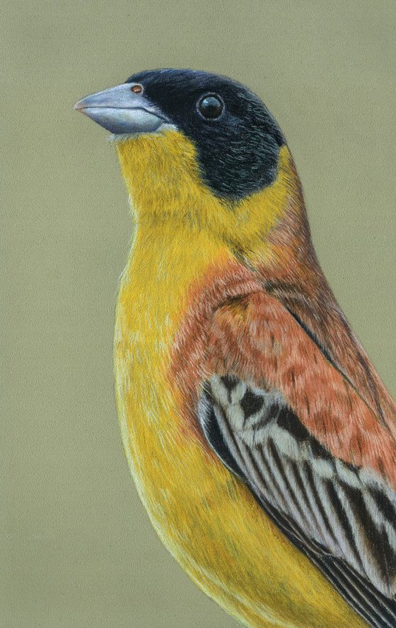 Original pastel drawing "Black-headed bunting"