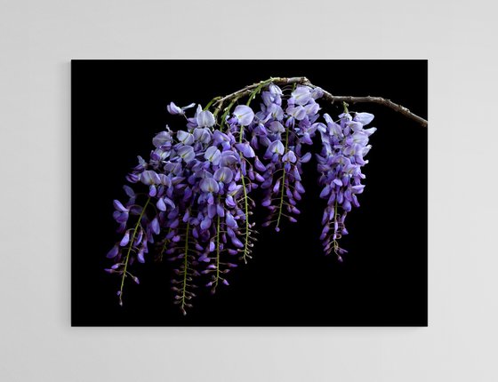 Wisteria