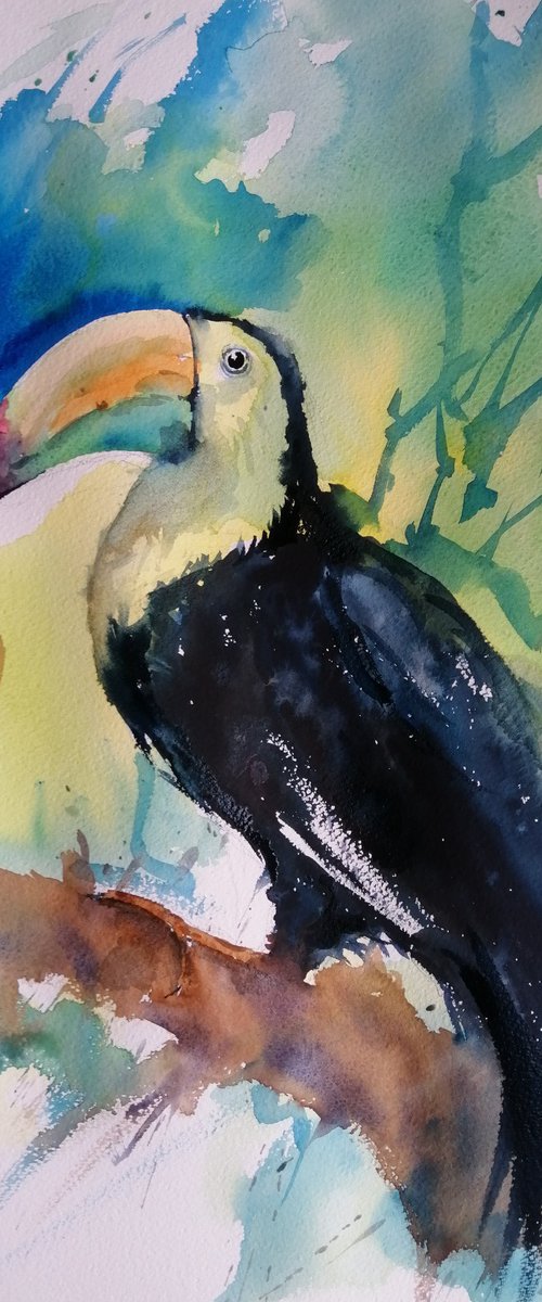 toucan 4 by Giorgio Gosti