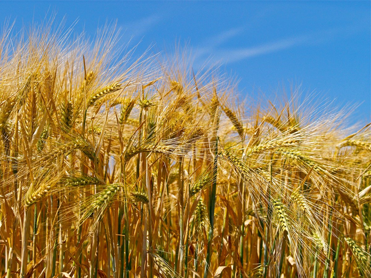 Field of Gold by Alex Cassels