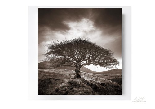 The One Tree - Sepia Version by Lynne Douglas