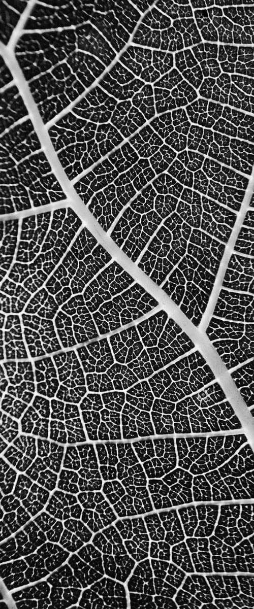 Leaf Veins II [Framed; also available unframed] by Charles Brabin