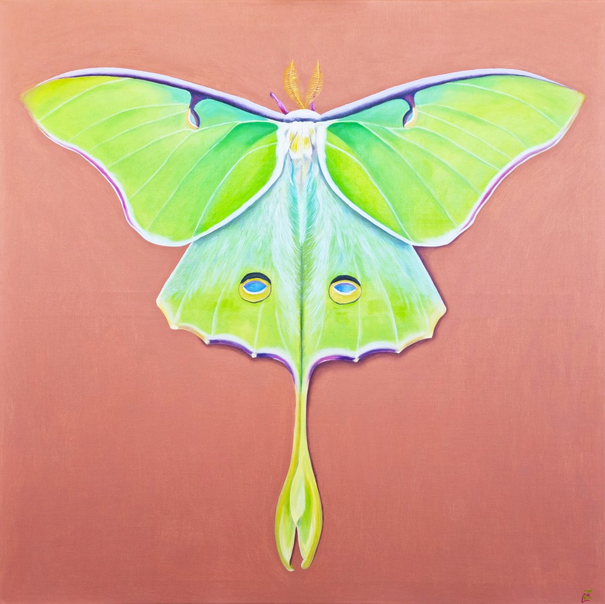 Photorealistic Animal Oil Painting By Zulfiya Mukhamadeyeva, 31 X 31", Luna Moth, Original Artwork