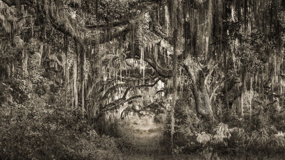 Photorealistic Photograph , Mystical Forest Ii By Harv Greenberg, 43 X 24, Artwork For Sale On Artfinder