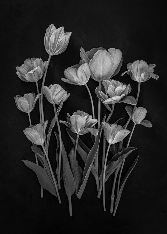 Tulips, Black and white flowers