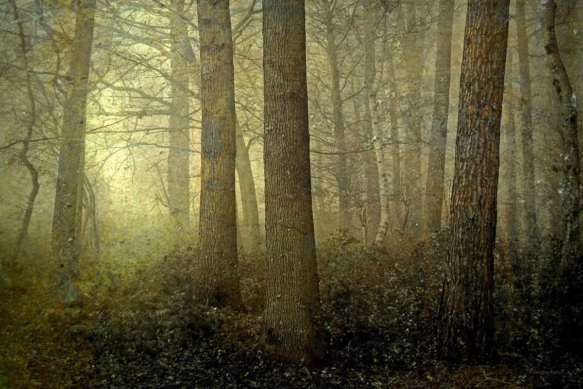 Deep in the Forest - Canvas 75 x 50 cm by Sandra Roeken