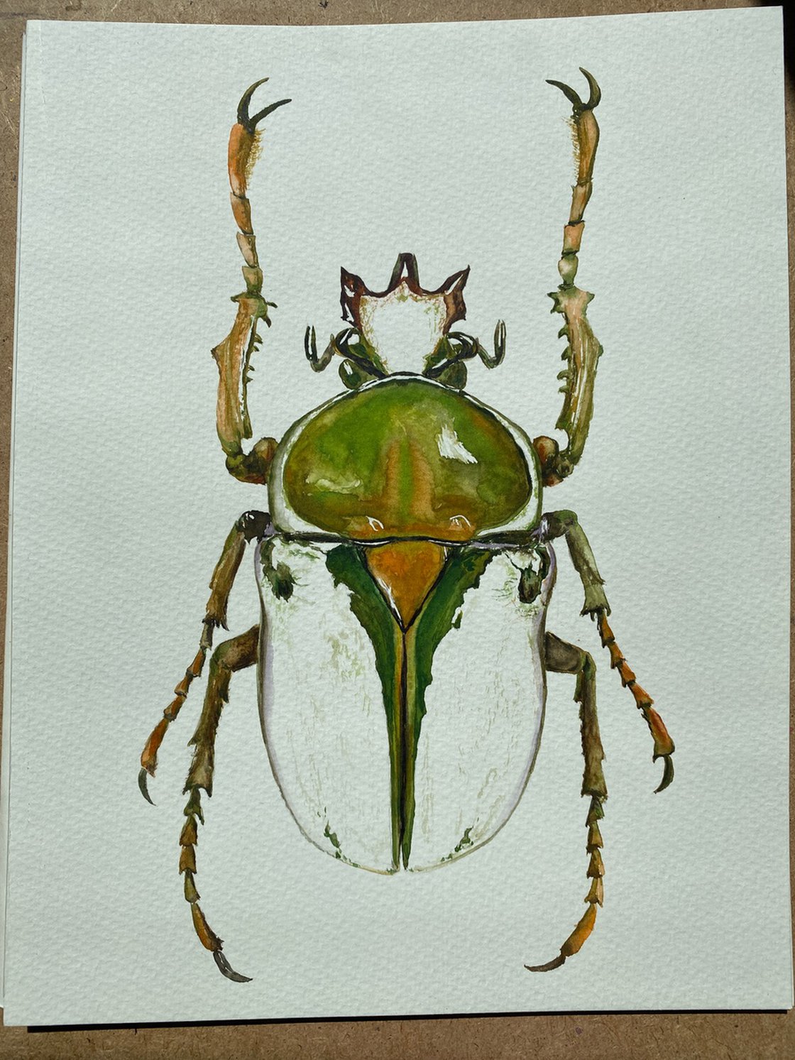 Rhamphorrhina bertolonii Lucas, beetle in the sun's rays in bright yellow  green colour Watercolour by Tetiana Savchenko