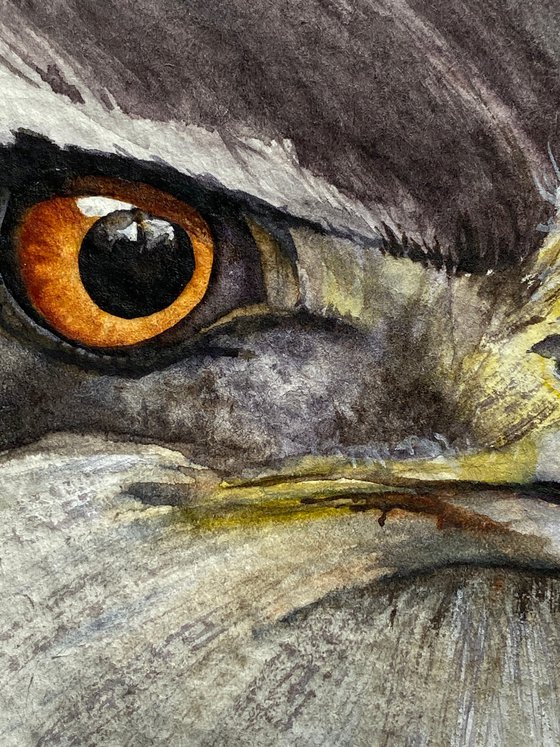 Falcon, bird of prey