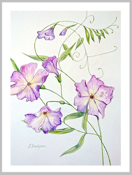 Sweet pea. Watercolor painting on paper.