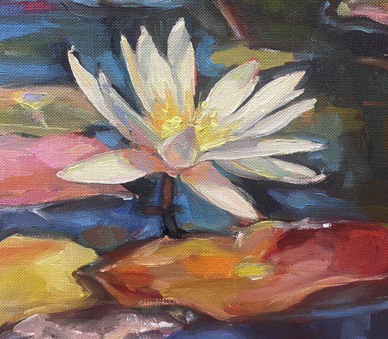 Water lilies