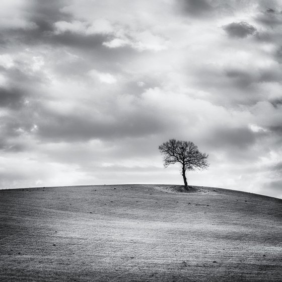 A lone tree on a hill top BW (10")