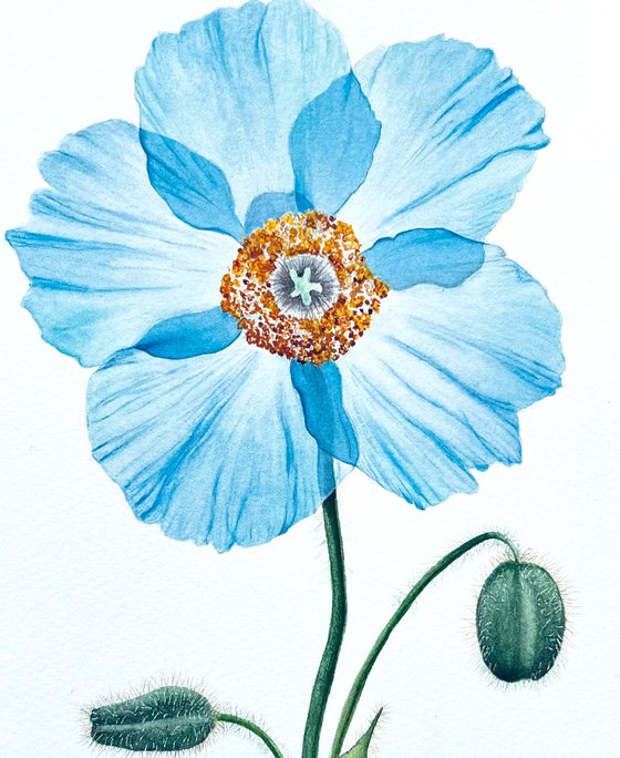 Tender blue alpine poppy