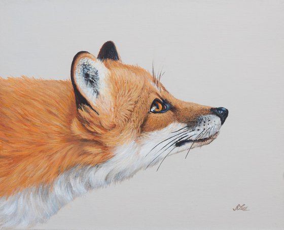 Red Fox