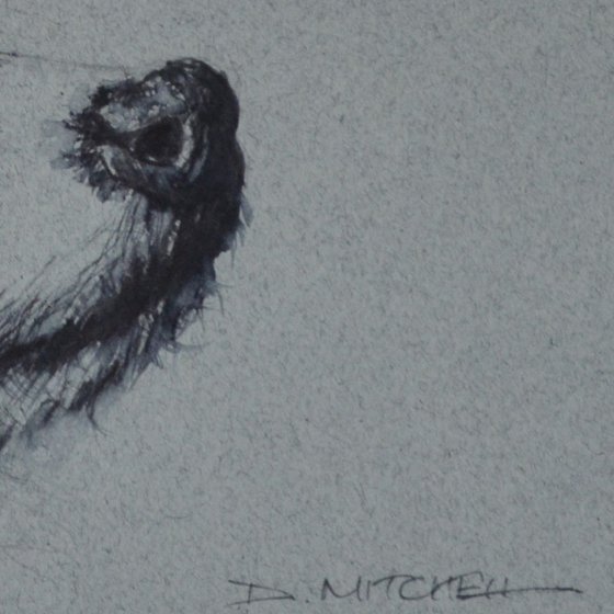 Racoon Dog Ink Sketch