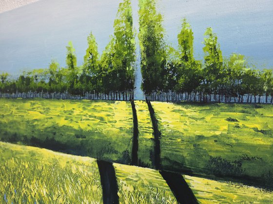 Canola Fields