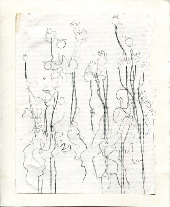 Poppy Seeds pencil sketch